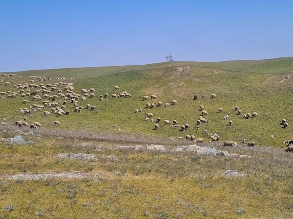 Får, Merino sheep
