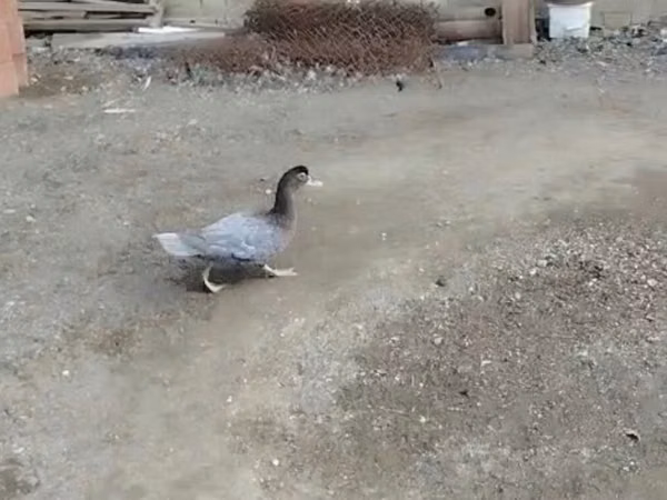 Ducks — Azerbaijan