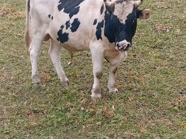 Bull, Russian Black pied cattle — Kyrgyzstan