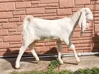 Capra, Nubian Goat — foto 5