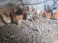 Chickens — photo 3