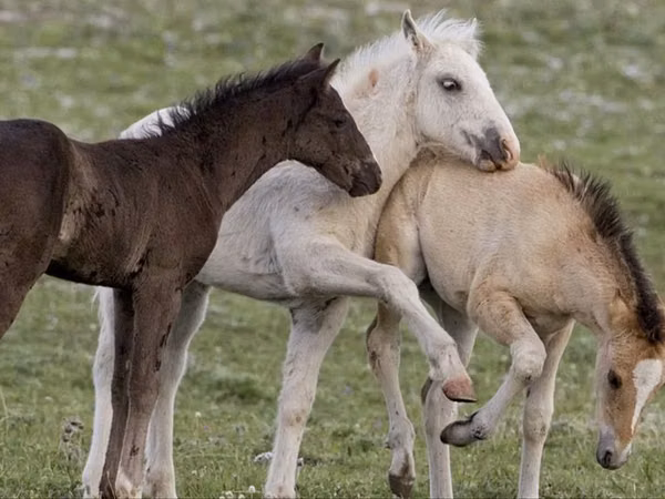مادیان, Kazakh horse