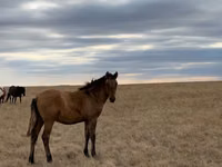 Hengst, Kazakh horse — Foto 1