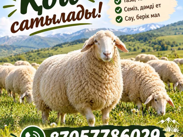 Ram, Sheep — Kazakhstan