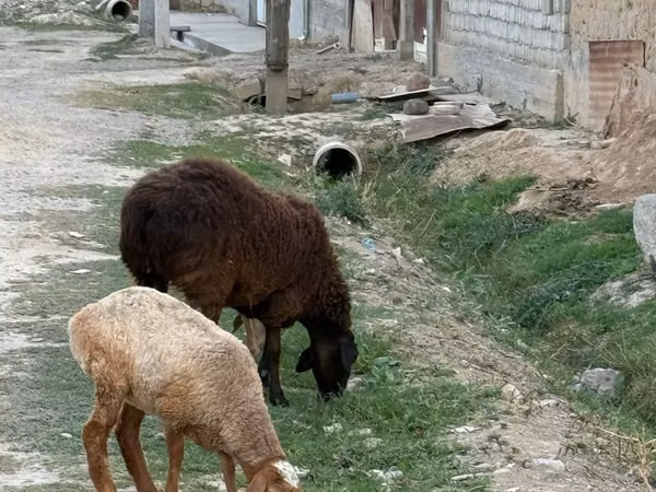 Schaf, Schafe — Usbekistan