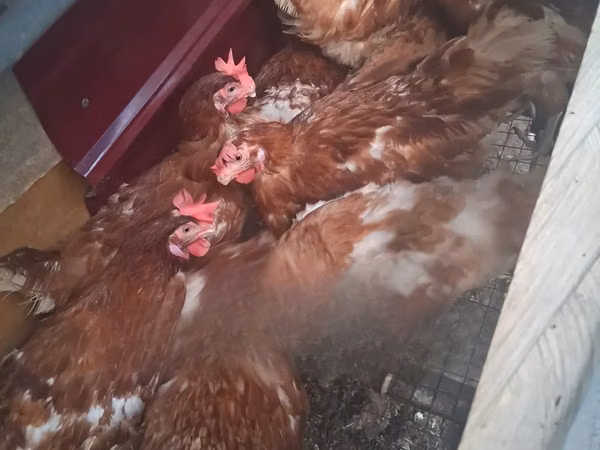 Chickens — Гана