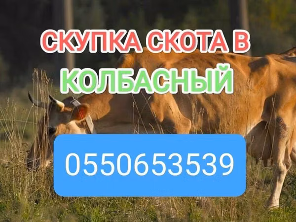 Bull, Cattle — Kyrgyzstan