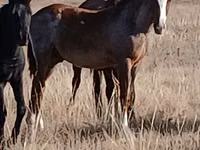 Kůň, Kazakh horse — foto 1