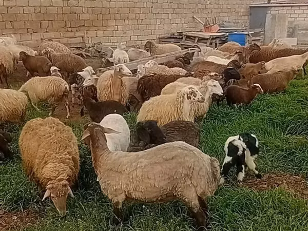 绵羊（批次，未指定性别）, Sheep — 阿塞拜疆