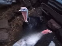 Turkeys — foto 2
