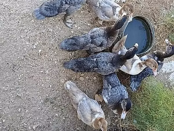 Ducks — Azerbaijan