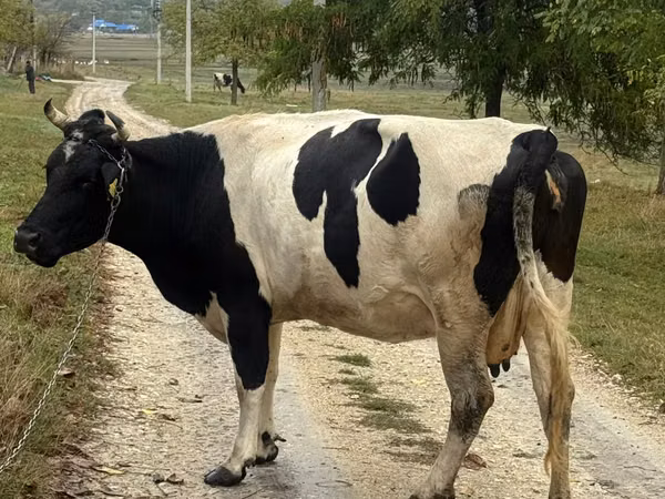 Cow, Russian Black pied cattle
