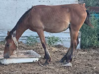 Kuda betina, Horses — foto 3