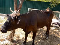 Vache, Bovins — photo 2