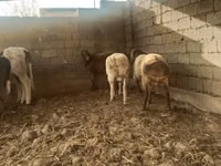 Owce (partia, płeć nieokreślona), Owce — zdjęcie 1