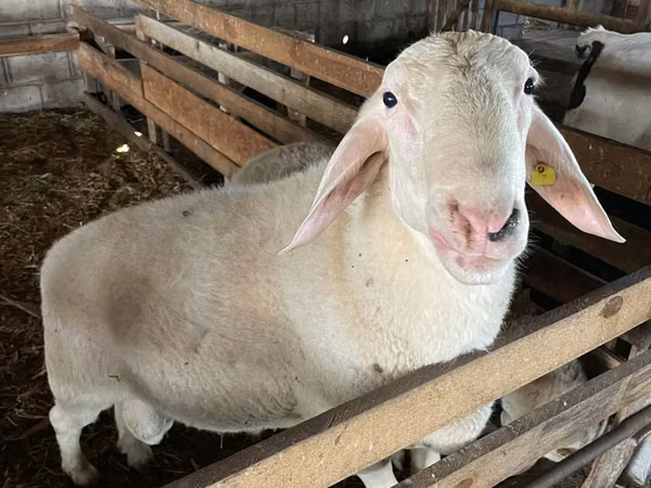Vædder, Assaf sheep