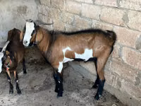 بز نر, Nubian Goat — عکس 3