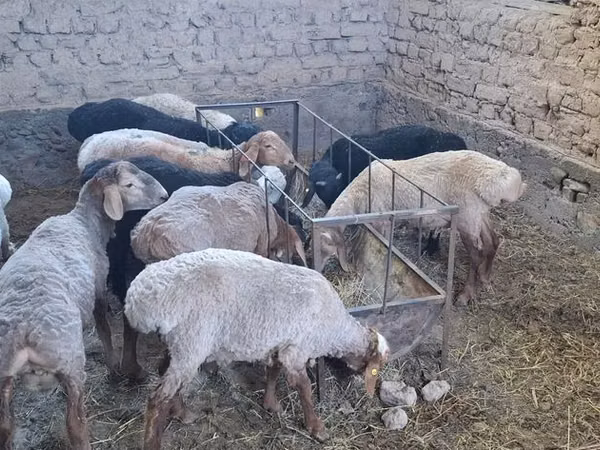 Sheep, Sheep — Kyrgyzstan