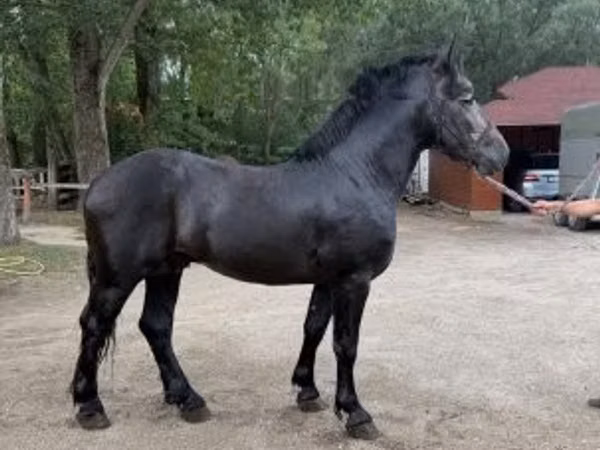 Horse (M), Friesian — Hungary