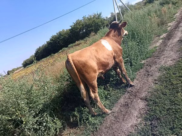 Bull, Simmental cattle — Moldova