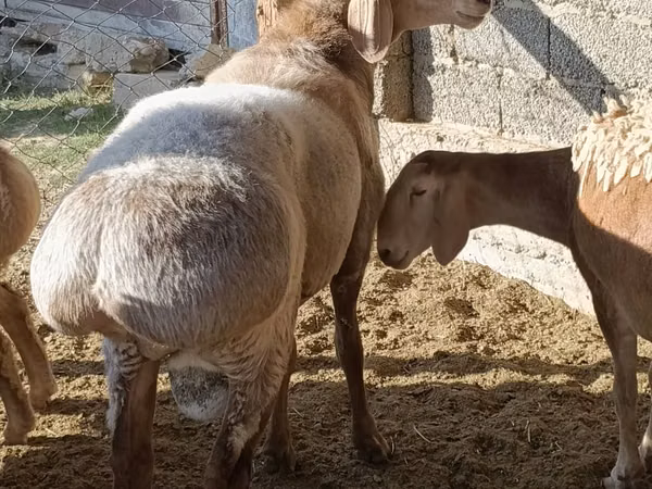Ram, Arashan sheep