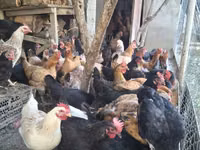 Chickens — 照片 2