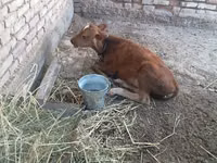 Bull, Cattle — photo 3