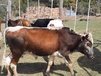 母牛, Nguni cattle — 照片 4