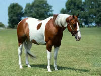 घोड़ा, Quarter Horse — फ़ोटो 2