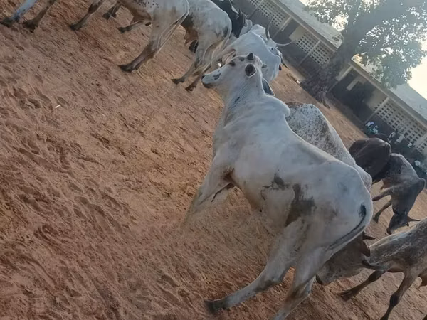 Vache, Brahmane