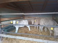 گاو نر, Simmental cattle — عکس 1