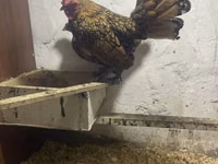 Chickens — عکس 5