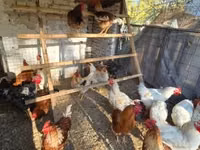 Chickens — Foto 5