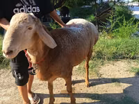 แกะตัวผู้, Agin sheep — รูปภาพ 3