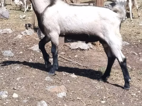 Billy Goat, Goats — Kyrgyzstan