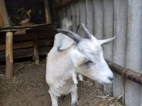 Goat, Goats — photo 3