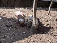 Babi betina, Pigs — foto 7