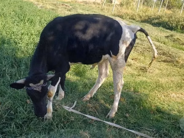 Bull, Russian Black pied cattle — Uzbekistan