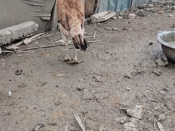 Chickens
