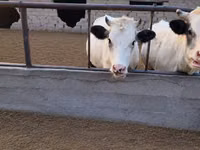 Vaca, Raça Holstein — foto 5