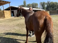 Модиён, Kazakh horse — акс 7