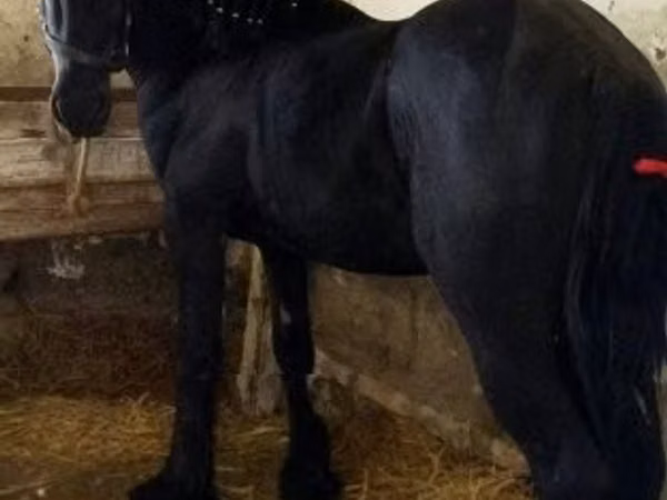 Kůň, Friesian — Maďarsko
