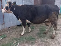 Vache, Russian Black pied cattle — photo 2