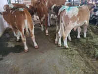 گاو نر, Simmental cattle — عکس 6