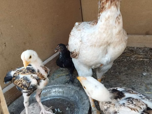 Chickens — Kirgistaan