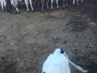 Bull, Russian Black pied cattle — photo 1