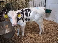 Toro, Russian Black pied cattle — foto 1