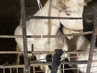 Geit, Dutch Landrace goats — foto 1