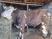 Toro, Simmental cattle — foto 3