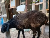 公羊, Sheep — 照片 3